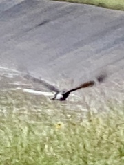 Melanerpes carolinus