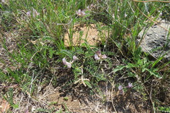 Astragalus plattensis