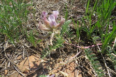 Astragalus plattensis