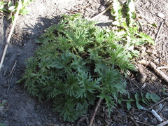 Urtica cannabina