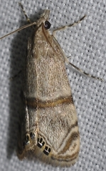 Euchromius gozmanyi