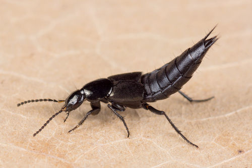 Philonthus cognatus, photo 2 of 7