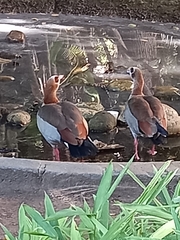 Alopochen aegyptiaca
