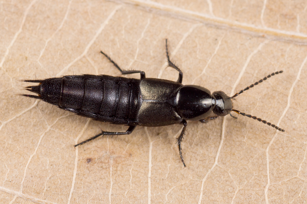 Philonthus cognatus, photo 1 of 7