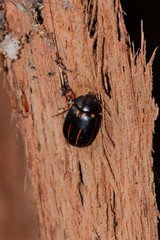 Paropsisterna lineata