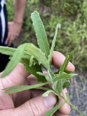 Senecio quadridentatus