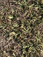 Bouteloua dactyloides