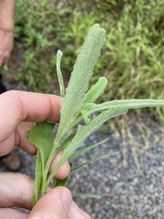 Senecio quadridentatus