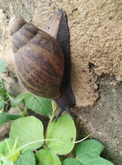 Archachatina