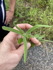 Senecio quadridentatus