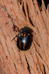 Paropsisterna lineata