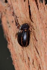 Paropsisterna lineata
