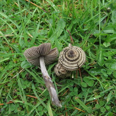 Entoloma translucidum image