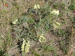 Baptisia bracteata leucophaea