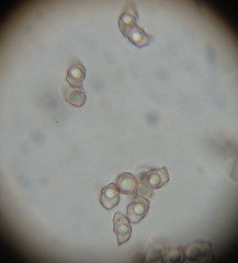 Entoloma translucidum image