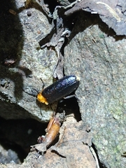Abscondita cerata