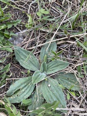 Plantago camtschatica