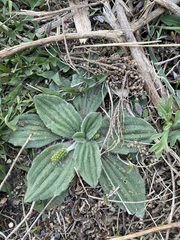 Plantago camtschatica