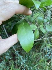 Denhamia bilocularis