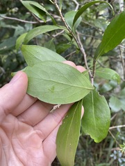 Denhamia bilocularis