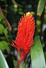 Guzmania conifera
