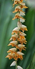 Dendrochilum