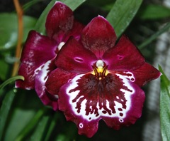 Miltoniopsis