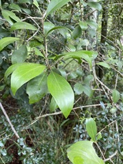 Denhamia bilocularis