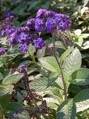 Heliotropium arborescens