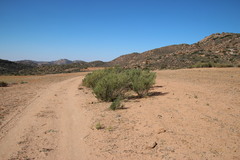 Calobota