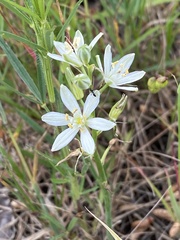 Ornithogalum