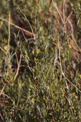 Calobota
