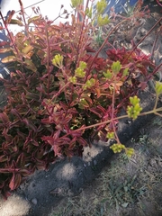 Kalanchoe sexangularis