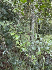 Denhamia bilocularis