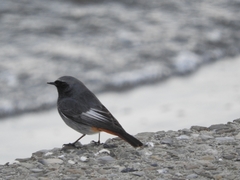 Phoenicurus ochruros
