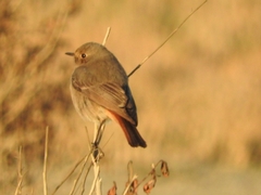 Phoenicurus ochruros