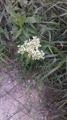 Lepidium