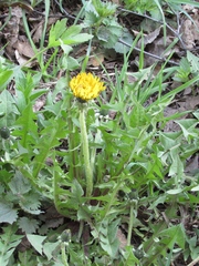 Taraxacum officinale