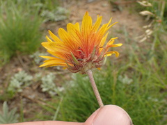 Gaillardia aristata