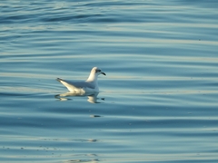 Chroicocephalus ridibundus