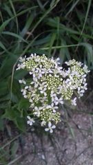 Lepidium