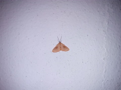 Eubaphe