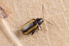 Phyllotreta vittula