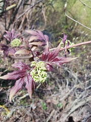 Sambucus racemosa