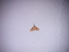 Eubaphe