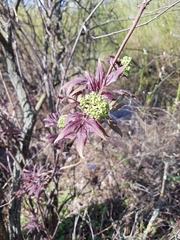 Sambucus racemosa