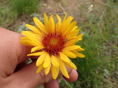 Gaillardia aristata