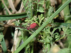 Leptocoris tagalicus