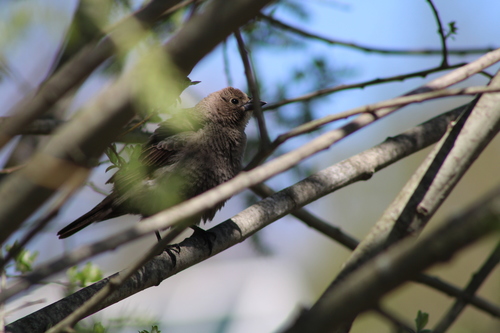 Brown-headed Cowbird photographed in Rhode Island