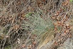 Festuca pallens